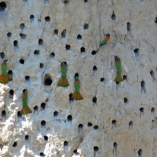 Murchison - Bee-eaters